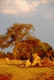 Lions at Sunset, Zambia