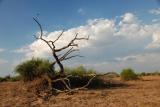Zambia 4